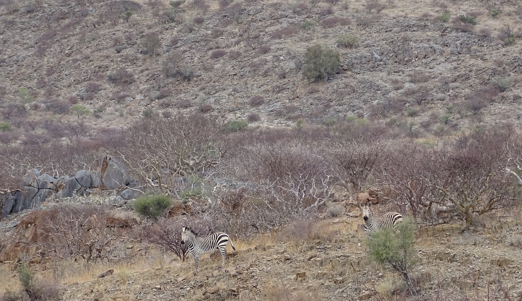 Hartmanns Bergzebra - charakteristisches Bergwild im Erongo © Hagen Denker