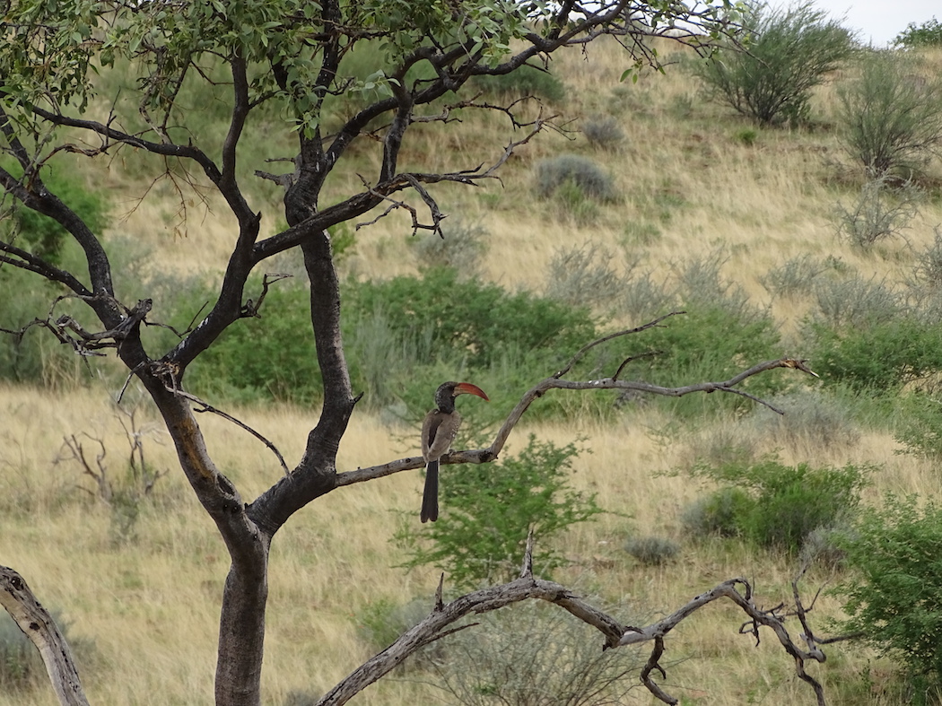 Monteiros Toko - eine der sieben endemischen Vogelarten im Erongo Gebirge © Hagen Denker