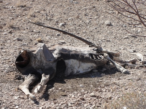 Snared Oryx left to rot © Hagen Denker