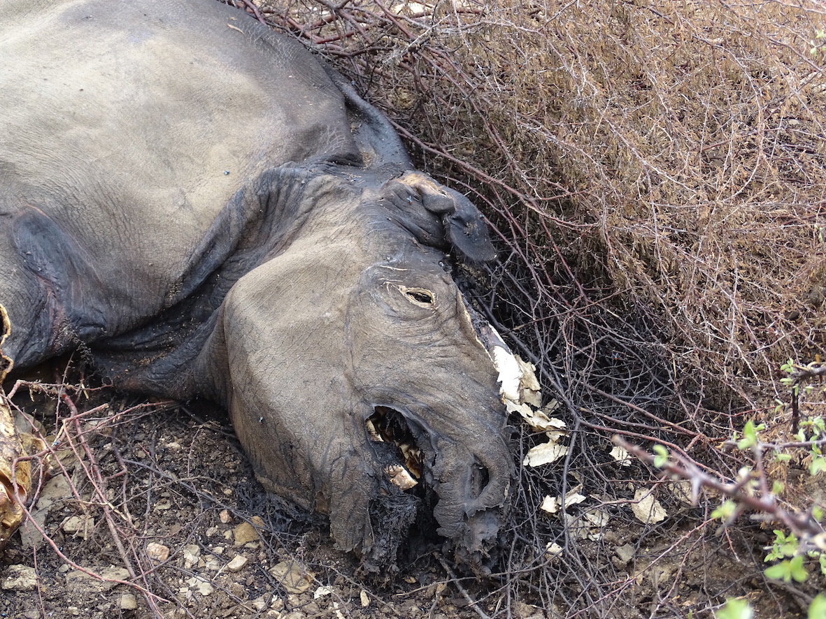 Poached Rhino © Hagen Denker