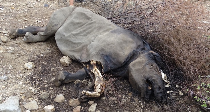Poached Rhino - Full © Hagen Denker