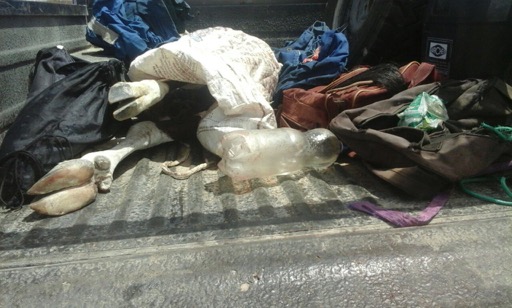 Poachers' meat and bags © EMRST