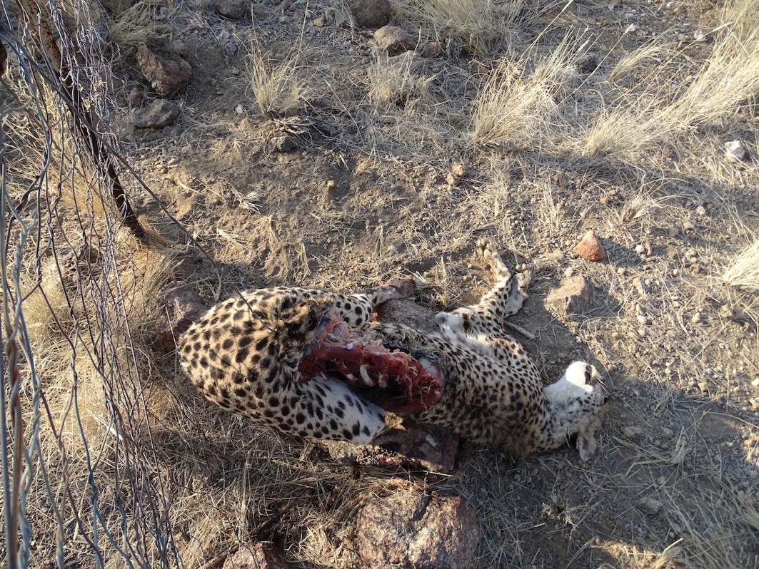 Cheetah in snare © Hagen Denker