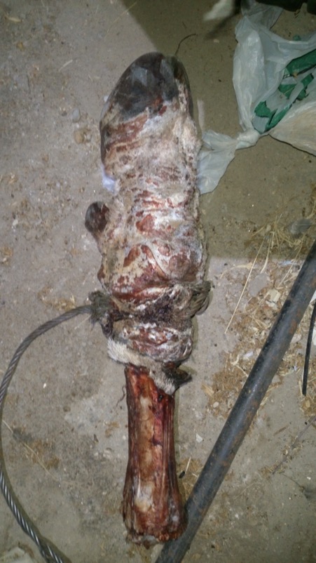 Infected Oryx foot with snare © Hagen Denker