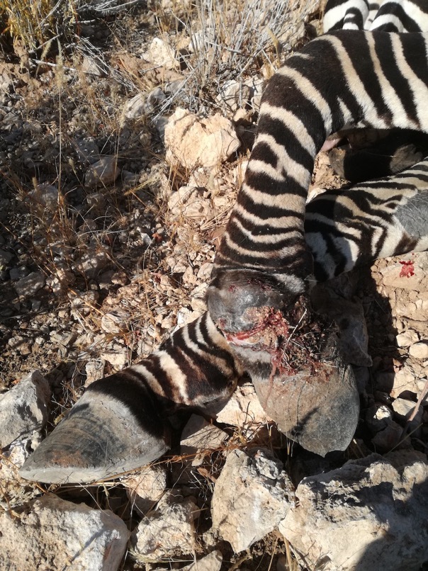 Infected Hartmann's Zebra foot with Snare © Hagen Denker