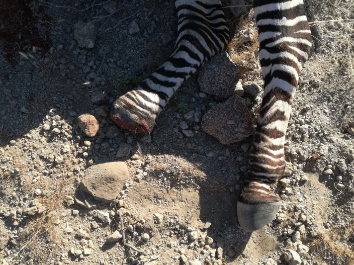 Infected Hartmann's Zebra foot with Snare © Hagen Denker